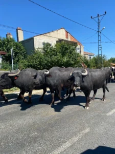 Nakkaş Köyü Çatalca Gezi Rehberi, Köy Yaşamı, Merak Edilenler