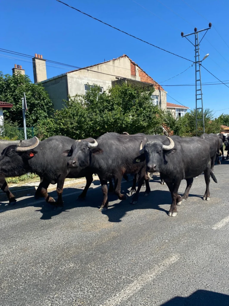 Nakkaş Köyü Çatalca Gezi Rehberi, Köy Yaşamı, Merak Edilenler